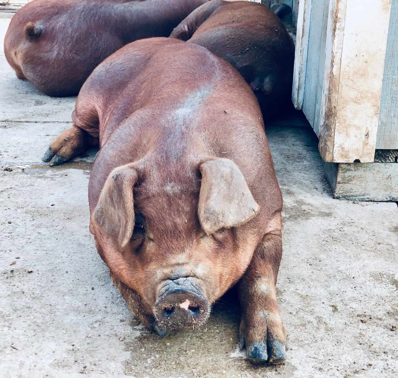 CROWDFUNDINSIDER: Vietnamese National Charged with Laundering Funds from Crypto Pig Butchering Scam
