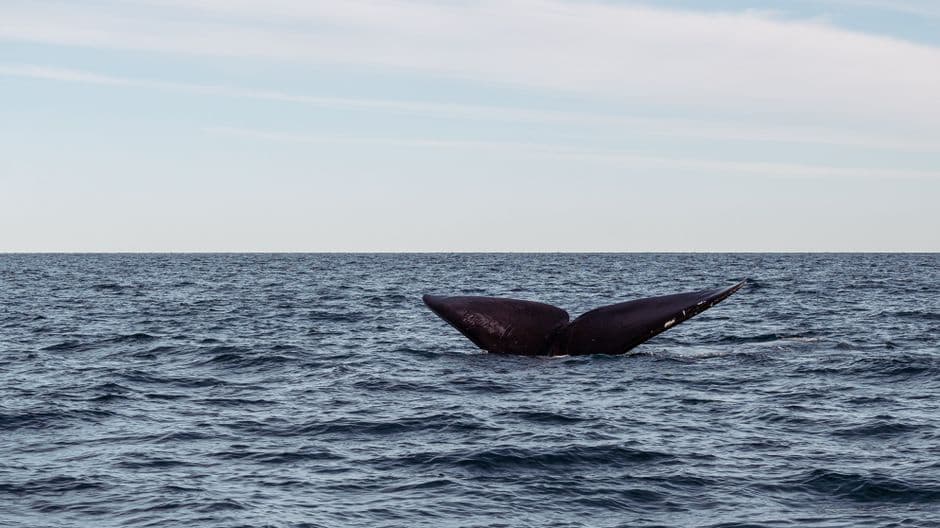 Whale Accumulates 24,706 $ZEC ($28.17M) Despite Price Drop